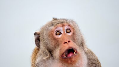 驚きを表現する英語