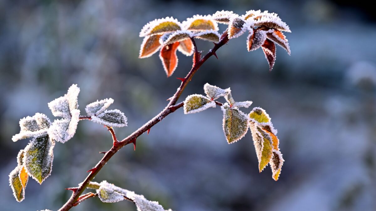 「寒い」って英語でなんて言うの？