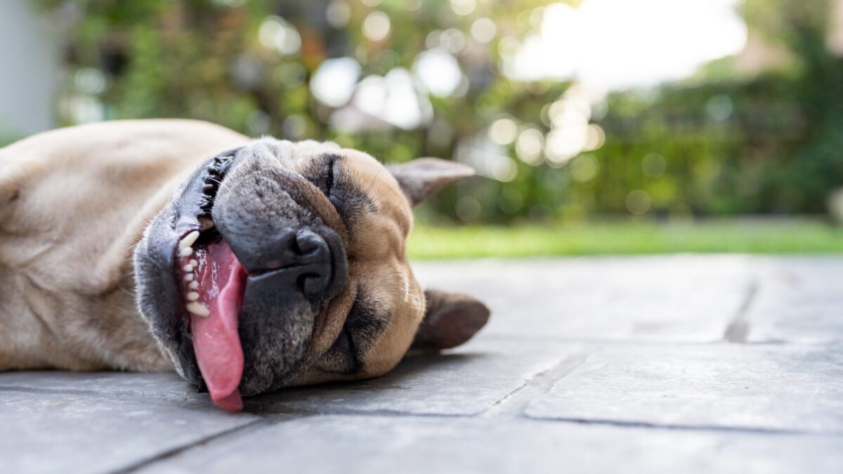 「熱中症」って英語でなんて言うの？