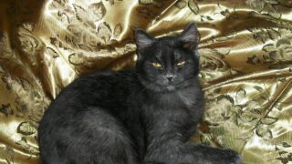 「ハンサム」って英語でなんて言う？かっこいいを表す英単語とは