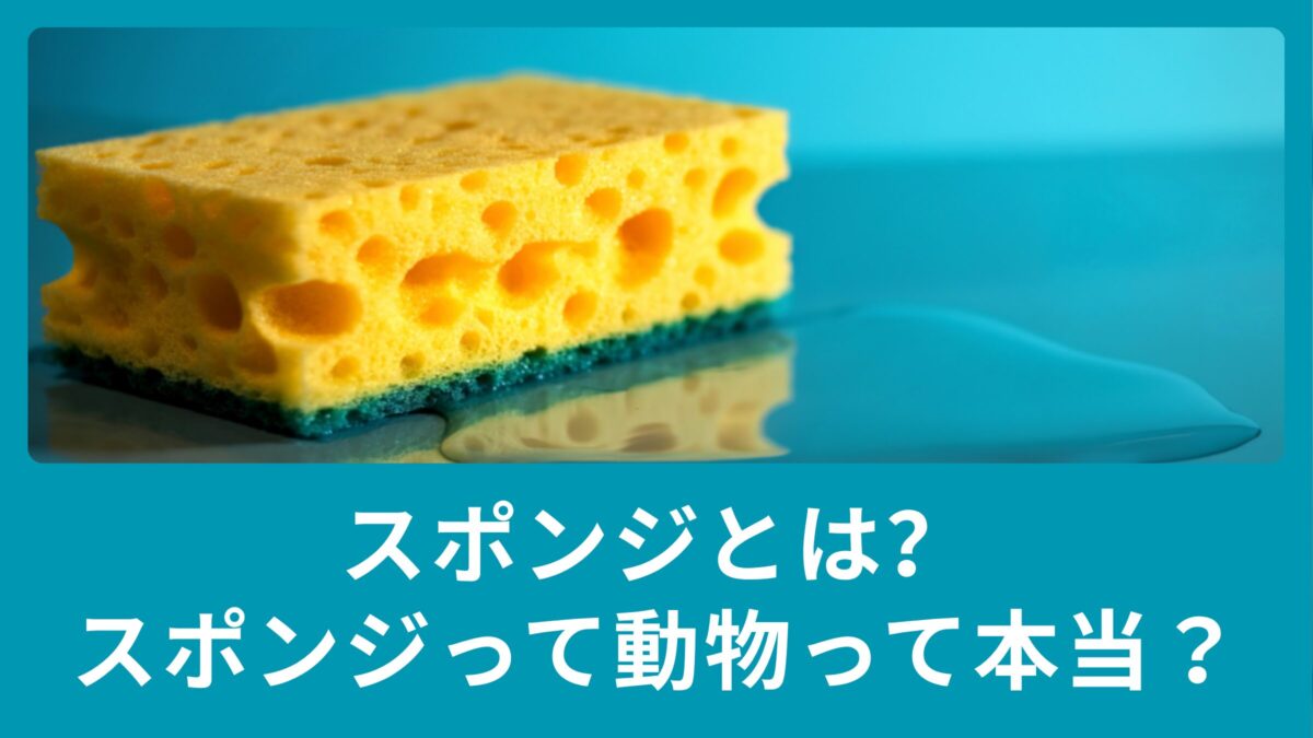 スポンジとは？スポンジって動物って本当？例文も合わせてご紹介！