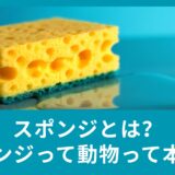 スポンジとは？スポンジって動物って本当？例文も合わせてご紹介！