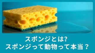 スポンジとは？スポンジって動物って本当？例文も合わせてご紹介！