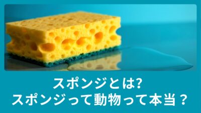 スポンジとは？スポンジって動物って本当？例文も合わせてご紹介！
