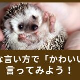 “Cute! ” ばかり使ってしまう？色んな言い方で「かわいい」を言ってみよう！