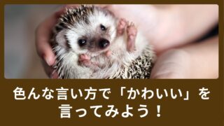 “Cute! ” ばかり使ってしまう？色んな言い方で「かわいい」を言ってみよう！