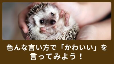 “Cute! ” ばかり使ってしまう？色んな言い方で「かわいい」を言ってみよう！