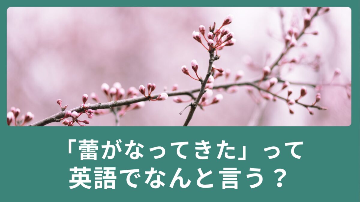「蕾がなってきた」「春はもうすぐだね！」って英語でなんて言うの？
