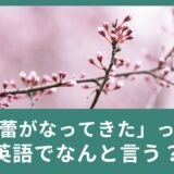 「蕾がなってきた」「春はもうすぐだね！」って英語でなんて言うの？