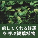 癒してくれる好運を呼ぶ観葉植物