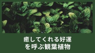 癒してくれる好運を呼ぶ観葉植物