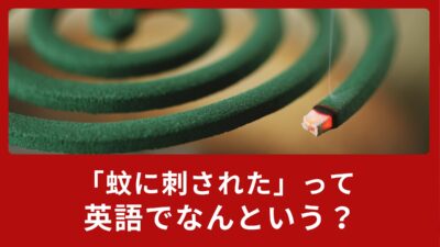 「蚊に刺された！」は英語で何て言う？夏に役立つ英語表現をご紹介